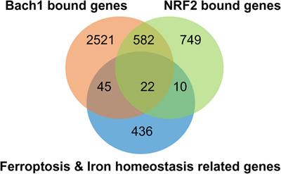 A critical appraisal of ferroptosis in Alzheimer’s and Parkinson’s disease: new insights into emerging mechanisms and therapeutic targets